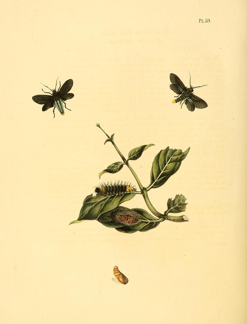 Surinaamsche vlinders (Pl. 59) BHL33053585