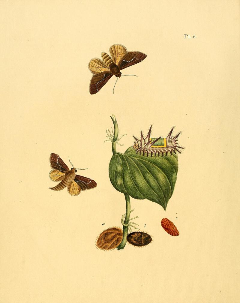 Surinaamsche vlinders (Pl. 6) BHL33053329