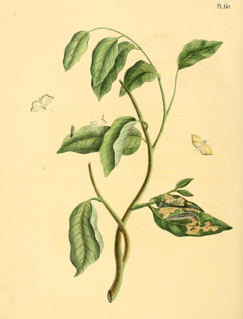 Surinaamsche vlinders (Pl. 60) BHL33053589