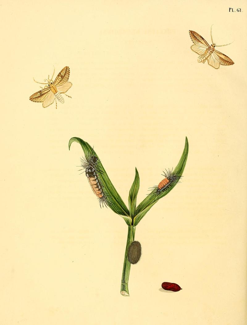 Surinaamsche vlinders (Pl. 61) BHL33053593