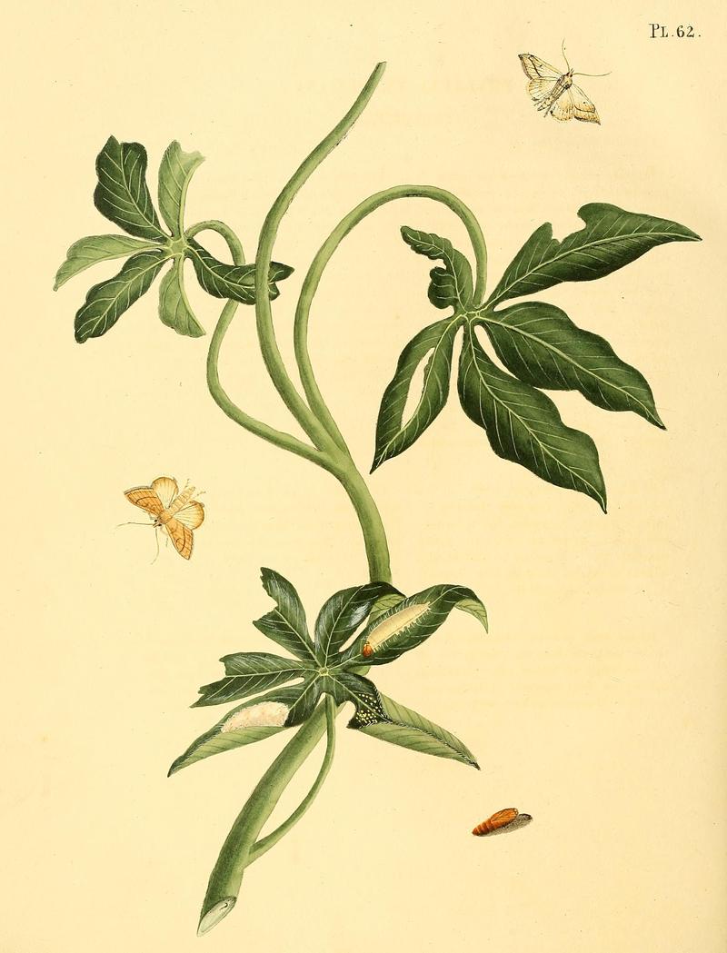 Surinaamsche vlinders (Pl. 62) BHL33053597