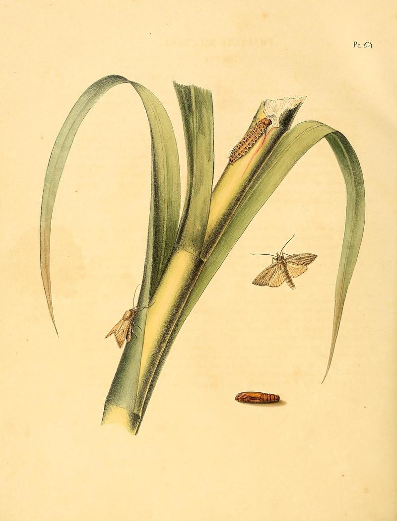 Surinaamsche vlinders (Pl. 64) BHL33053605