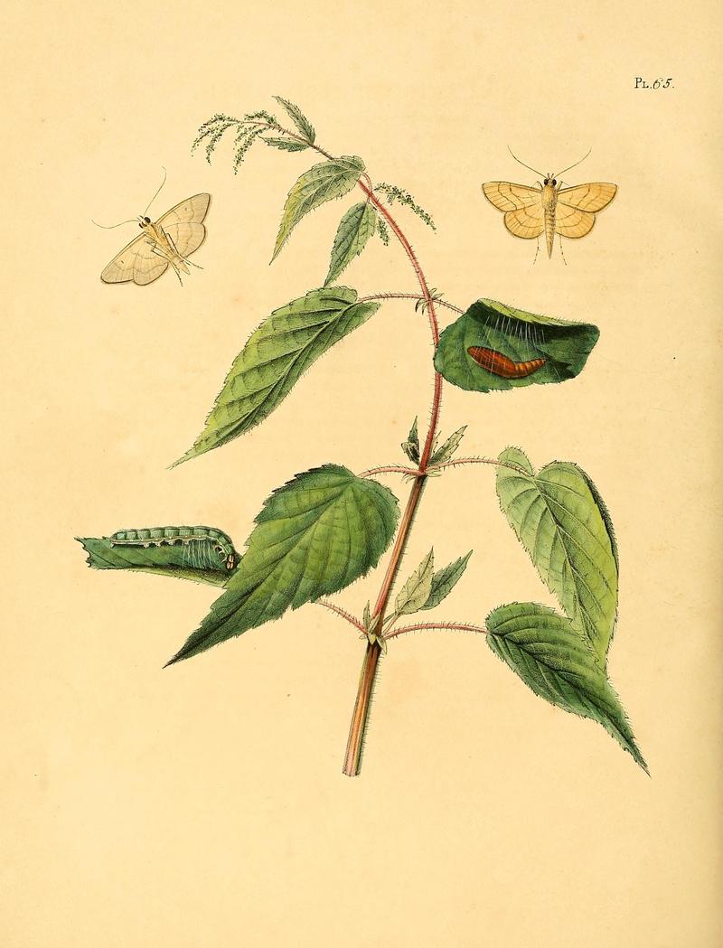 Surinaamsche vlinders (Pl. 65) BHL33053609