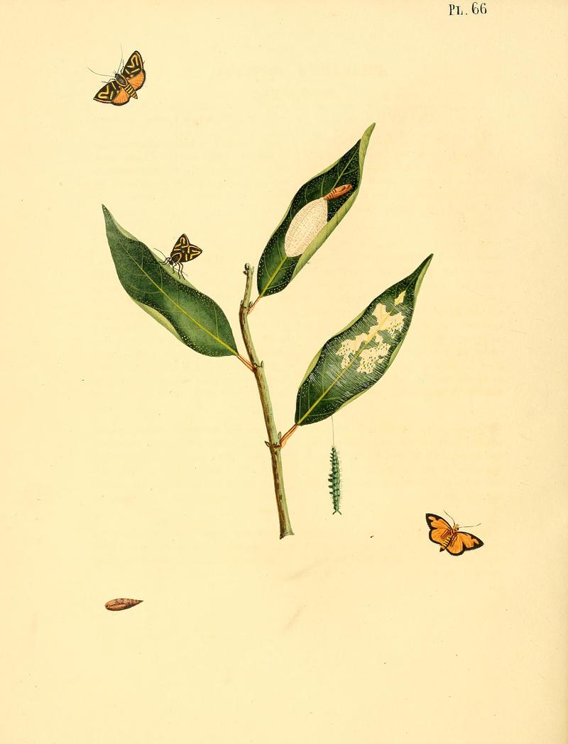 Surinaamsche vlinders (Pl. 66) BHL33053613