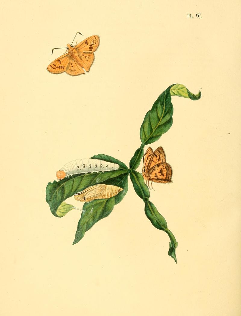 Surinaamsche vlinders (Pl. 67) BHL33053617