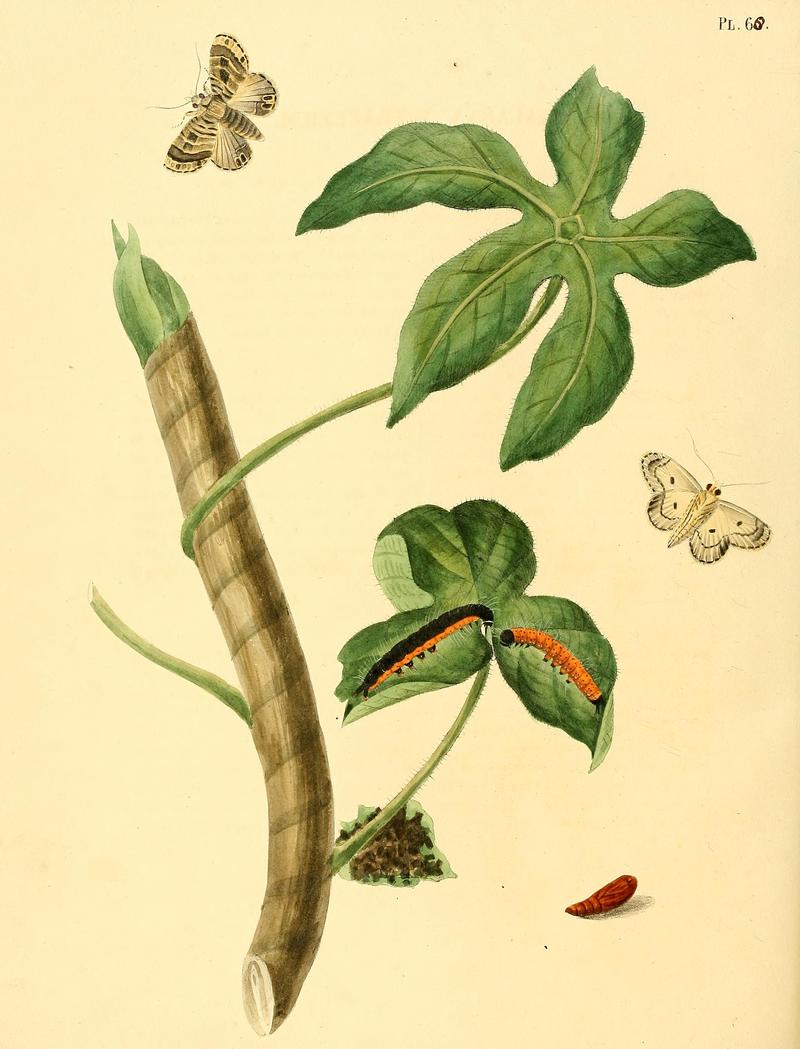 Surinaamsche vlinders (Pl. 68) BHL33053621