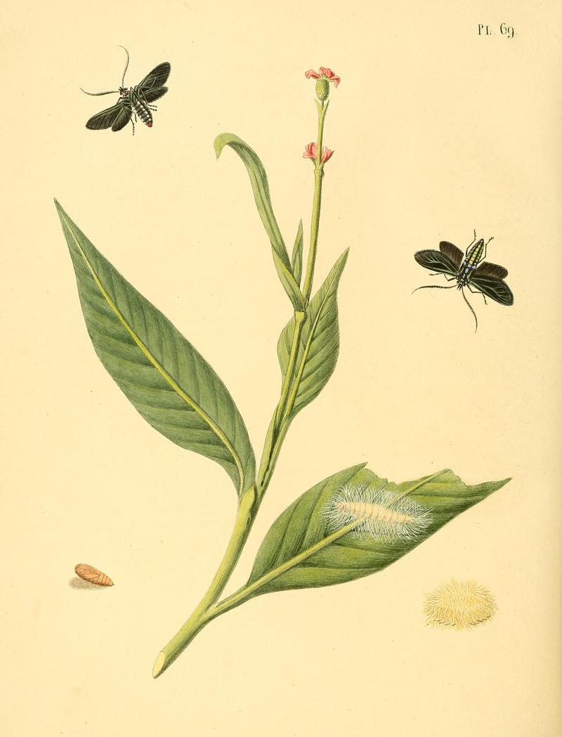 Surinaamsche vlinders (Pl. 69) BHL33053625