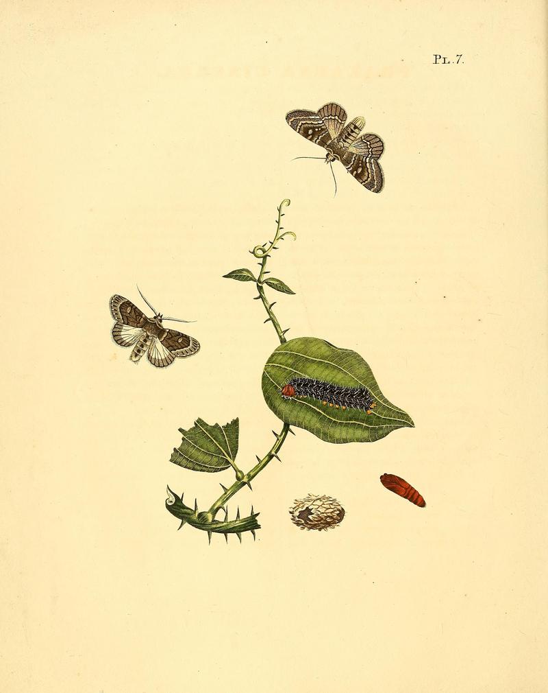 Surinaamsche vlinders (Pl. 7) BHL33053333