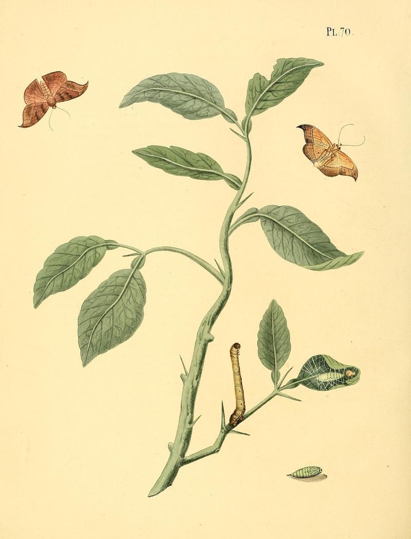 Surinaamsche vlinders (Pl. 70) BHL33053629