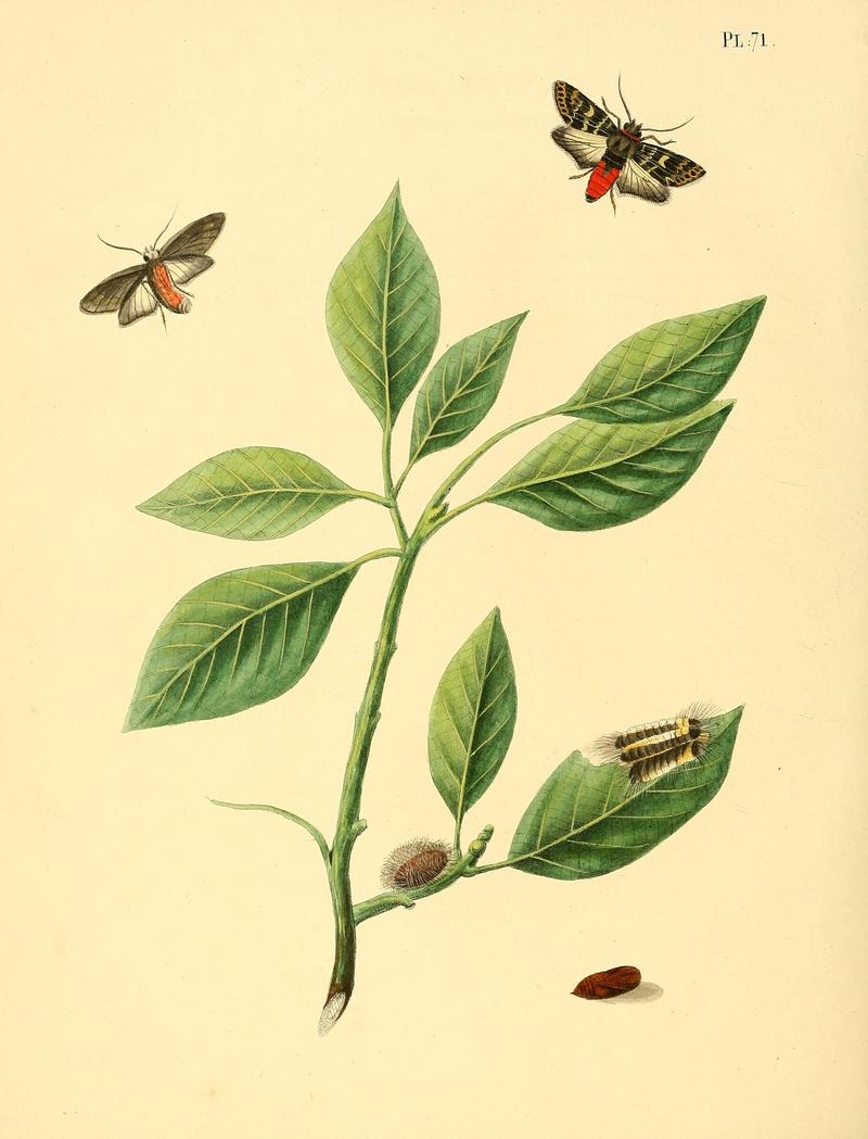 Surinaamsche vlinders (Pl. 71) BHL33053633