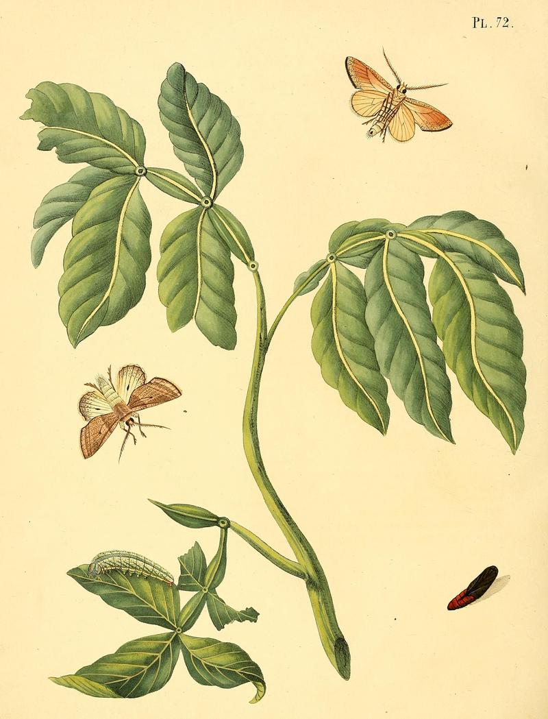 Surinaamsche vlinders (Pl. 72) BHL33053637