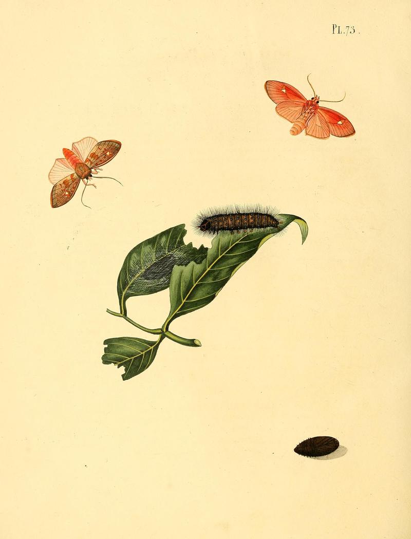 Surinaamsche vlinders (Pl. 73) BHL33053641