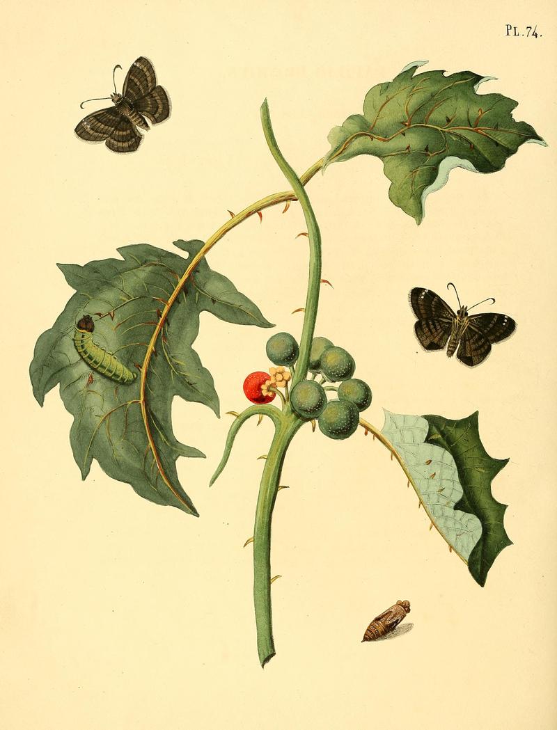 Surinaamsche vlinders (Pl. 74) BHL33053645