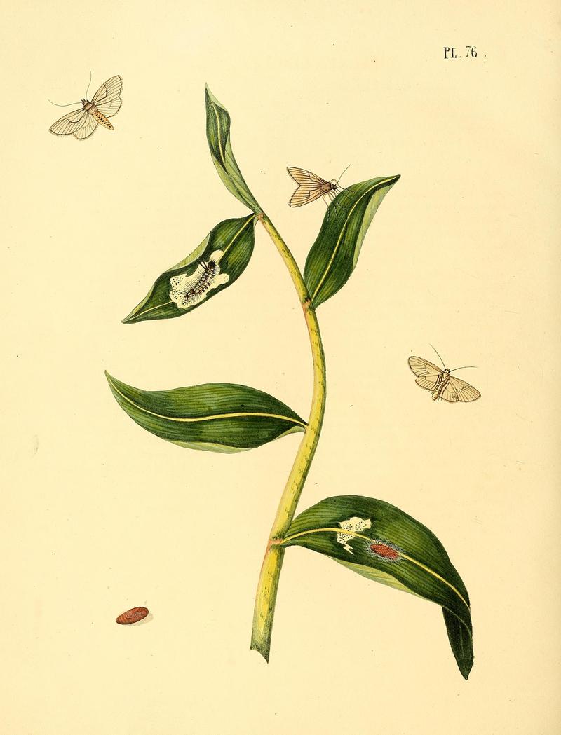 Surinaamsche vlinders (Pl. 76) BHL33053653