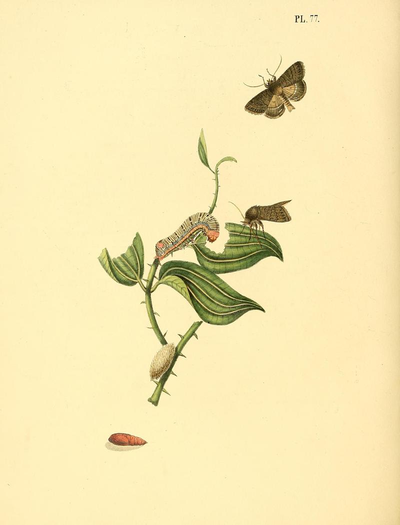 Surinaamsche vlinders (Pl. 77) BHL33053657
