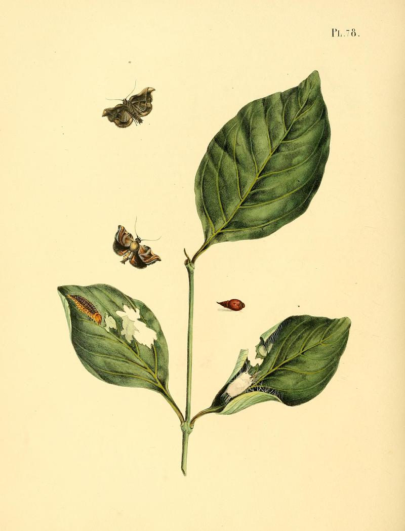 Surinaamsche vlinders (Pl. 78) BHL33053661