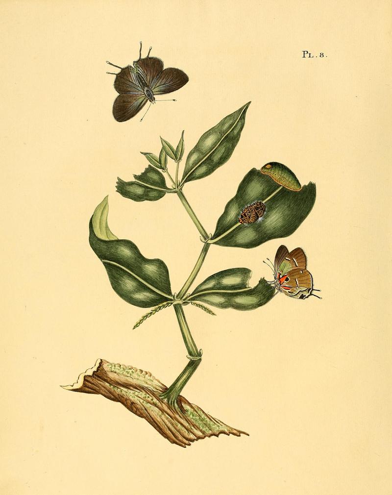 Surinaamsche vlinders (Pl. 8) BHL33053337