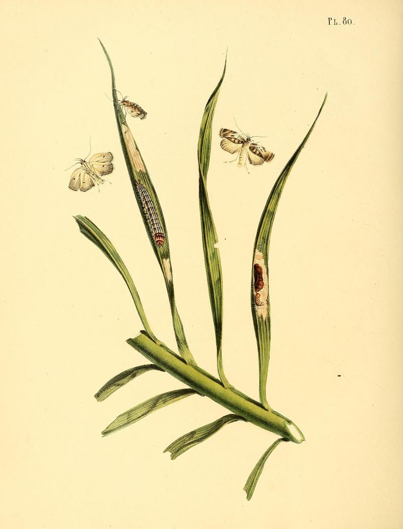 Surinaamsche vlinders (Pl. 80) BHL33053669