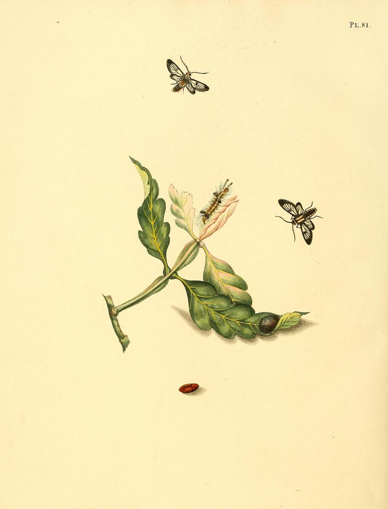 Surinaamsche vlinders (Pl. 81) BHL33053673