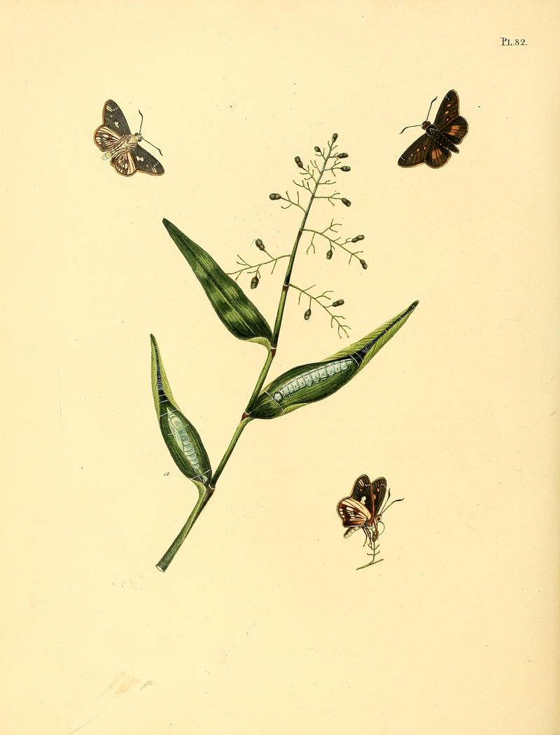 Surinaamsche vlinders (Pl. 82) BHL33053677