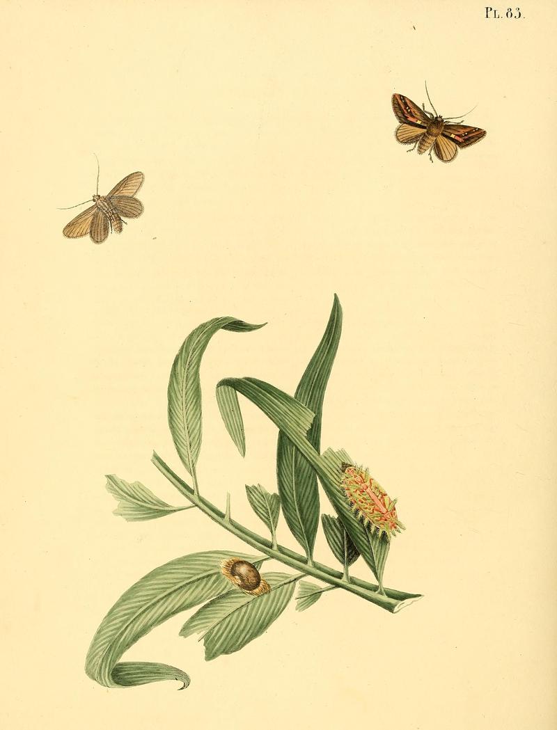 Surinaamsche vlinders (Pl. 83) BHL33053681