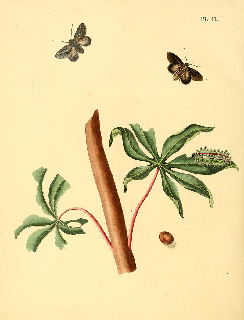 Surinaamsche vlinders (Pl. 84) BHL33053685