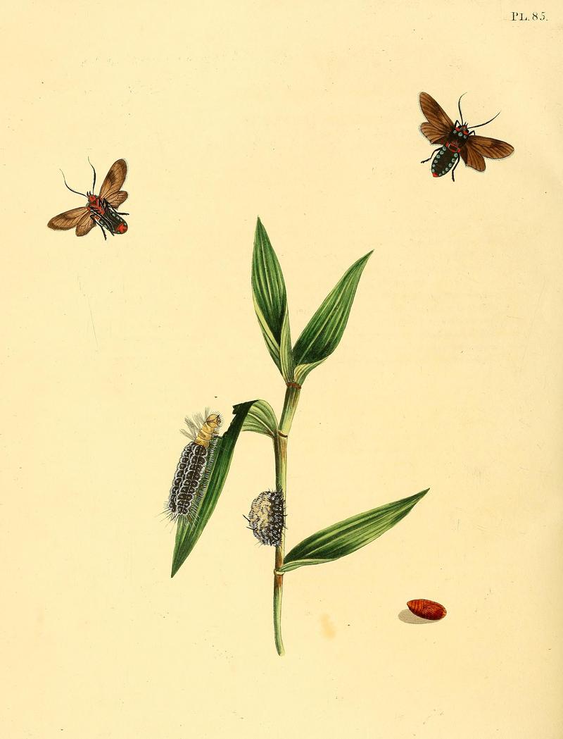 Surinaamsche vlinders (Pl. 85) BHL33053689