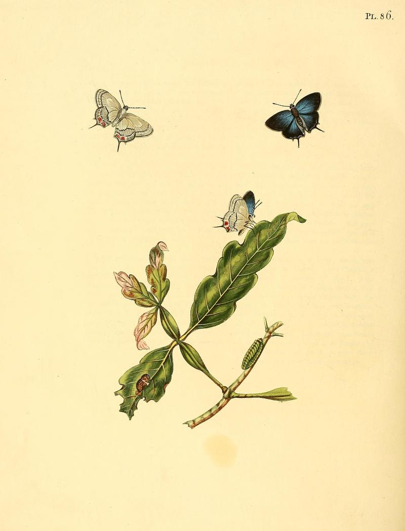 Surinaamsche vlinders (Pl. 86) BHL33053693