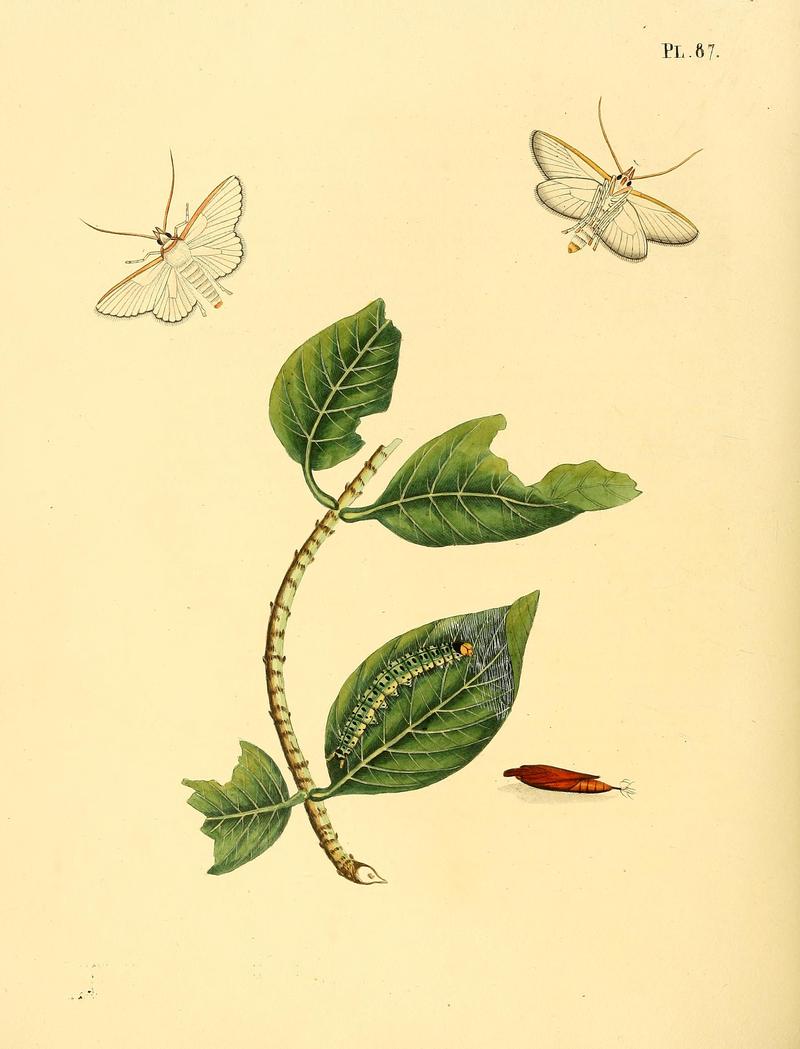 Surinaamsche vlinders (Pl. 87) BHL33053697