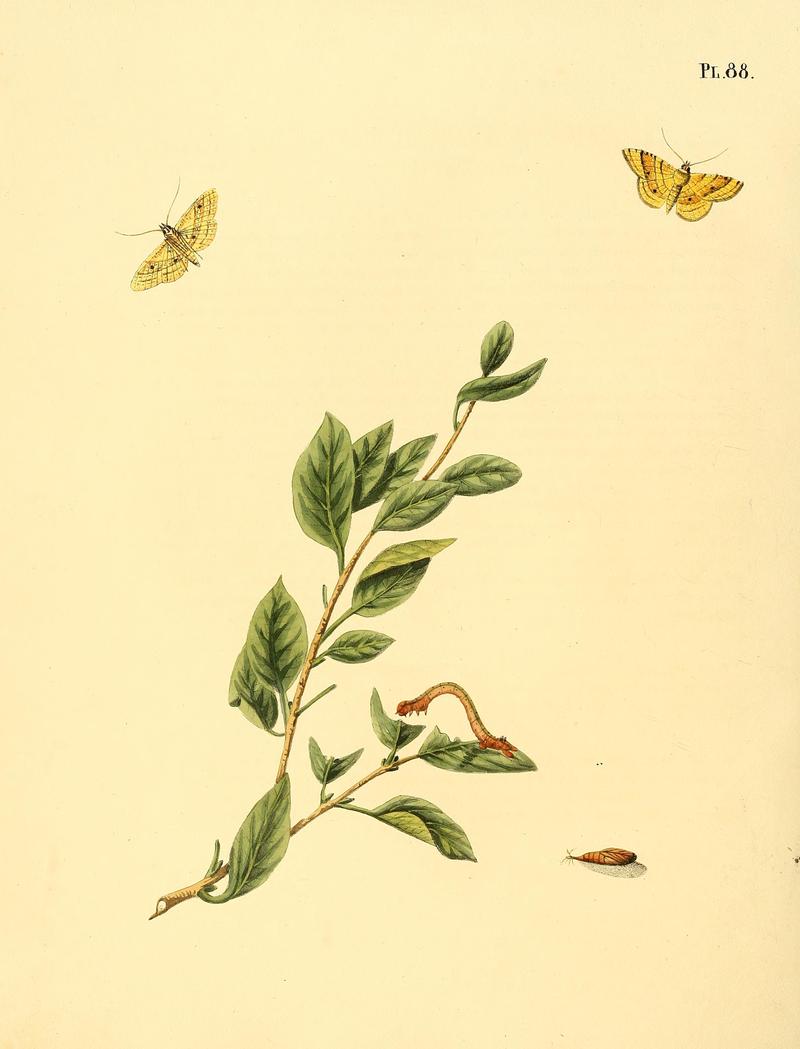 Surinaamsche vlinders (Pl. 88) BHL33053701