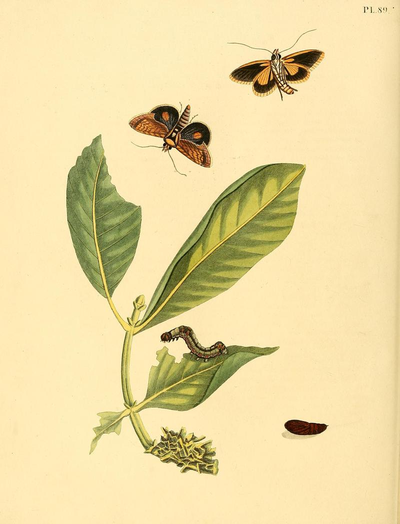 Surinaamsche vlinders (Pl. 89) BHL33053705