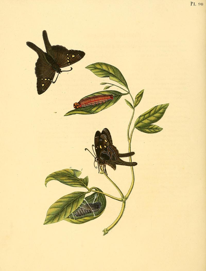 Surinaamsche vlinders (Pl. 90) BHL33053709