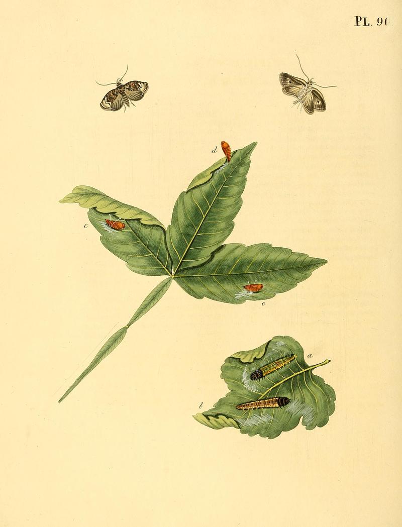 Surinaamsche vlinders (Pl. 91) BHL33053713