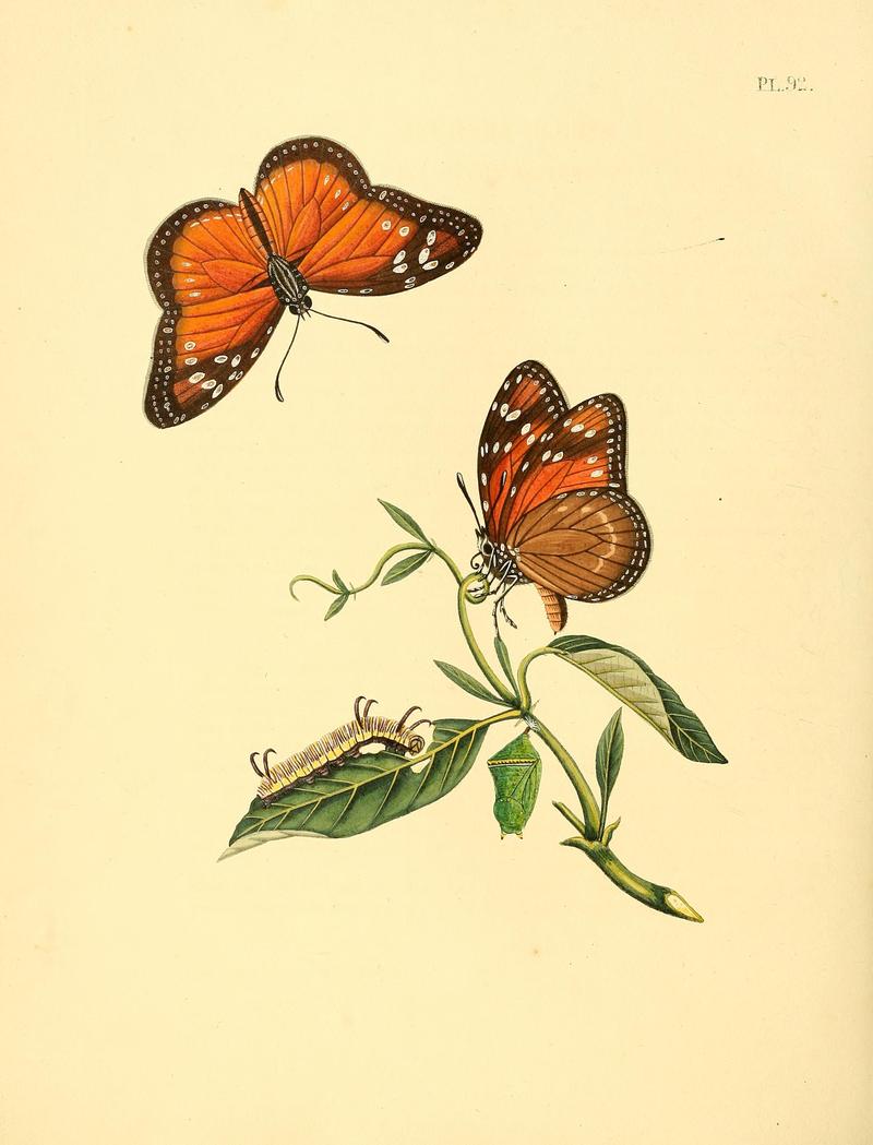 Surinaamsche vlinders (Pl. 92) BHL33053717