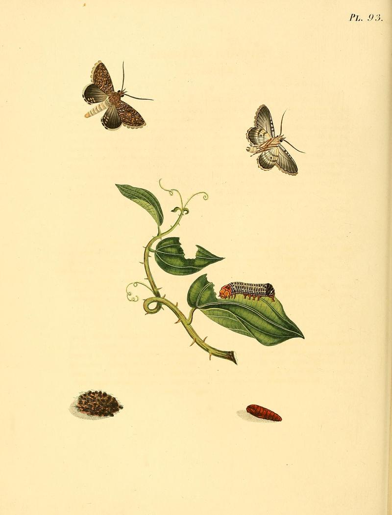 Surinaamsche vlinders (Pl. 93) BHL33053721