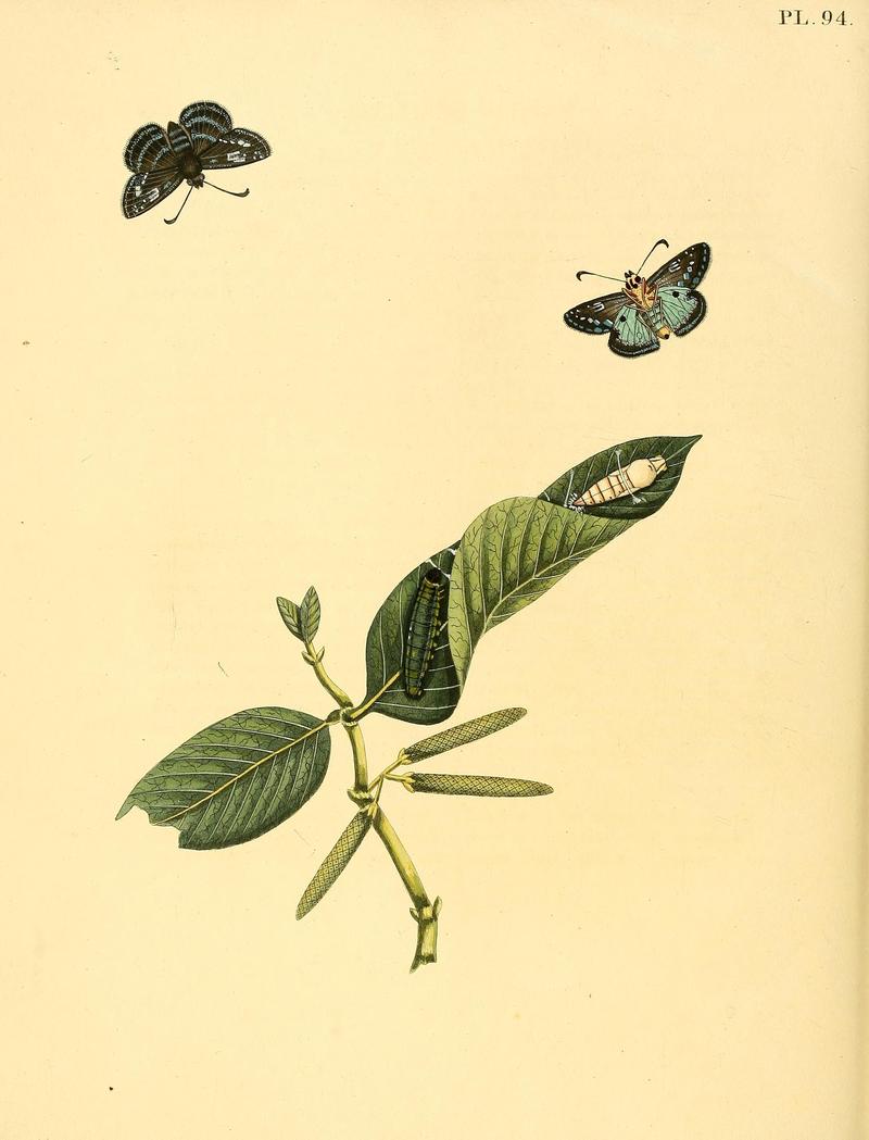 Surinaamsche vlinders (Pl. 94) BHL33053725