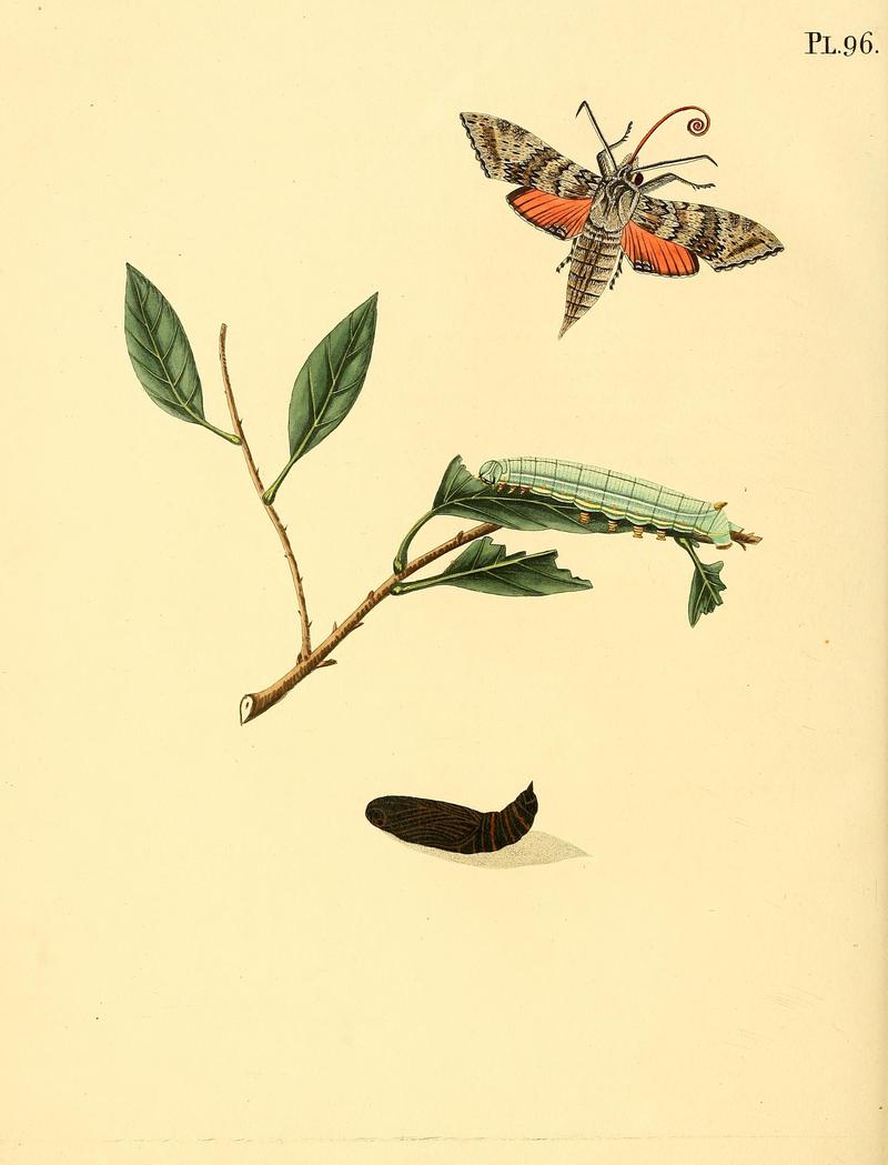 Surinaamsche vlinders (Pl. 96) BHL33053733
