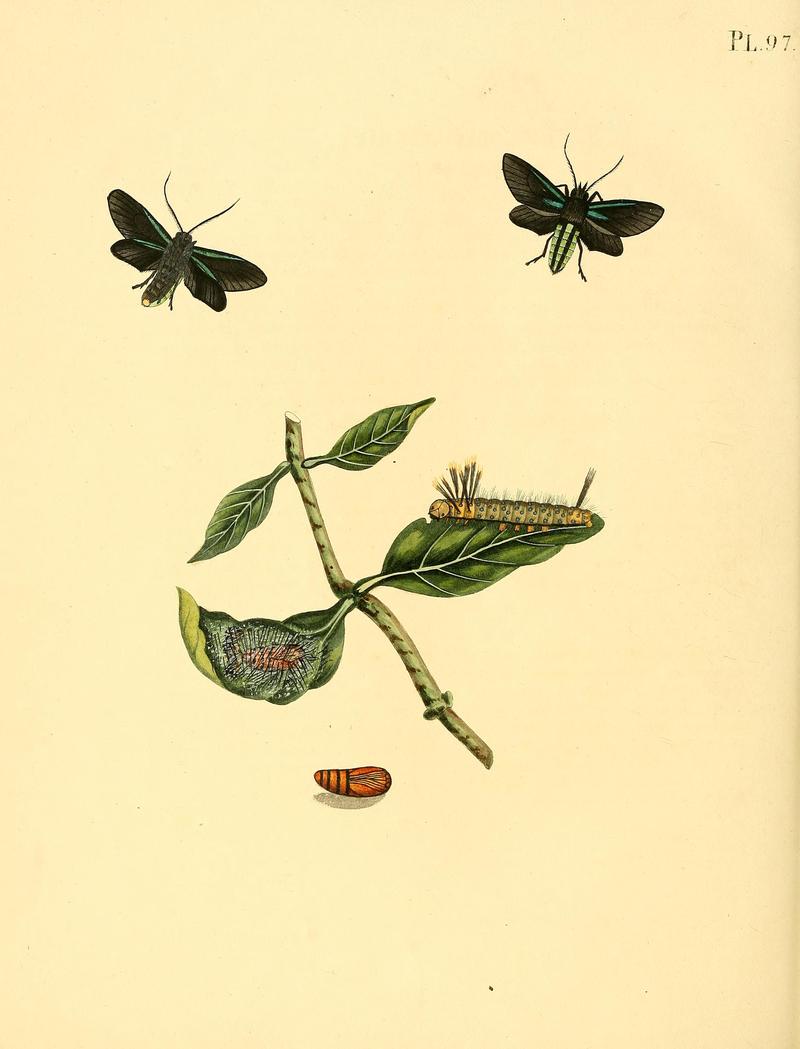 Surinaamsche vlinders (Pl. 97) BHL33053737