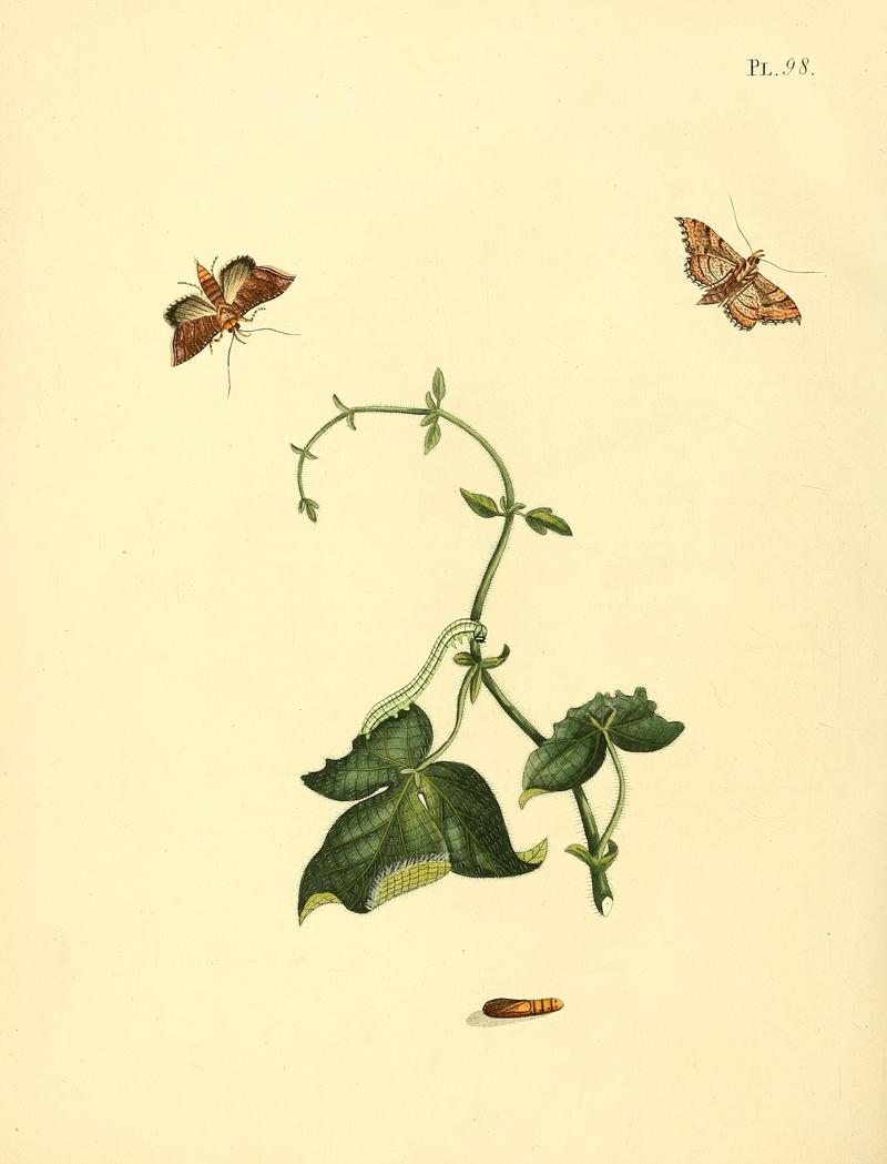 Surinaamsche vlinders (Pl. 98) BHL33053741