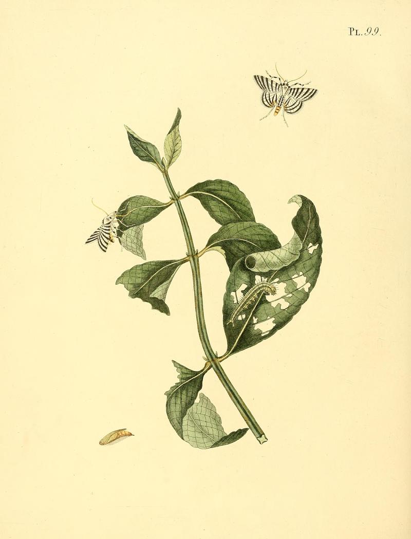 Surinaamsche vlinders (Pl. 99) BHL33053745