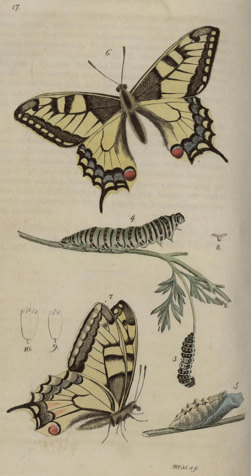 Svensk zoologi vol I 1806 165