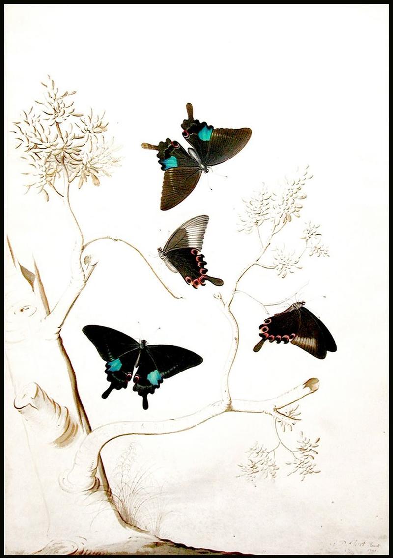 Swallowtail Butterflies by Georg Dionysius Ehret, 1751