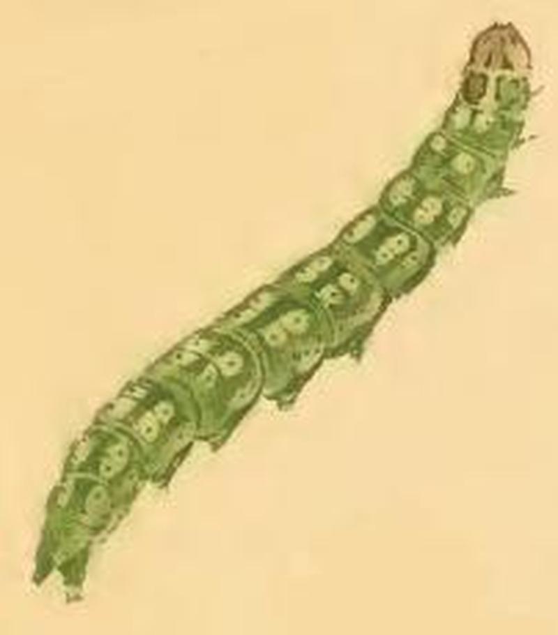 Swammerdamia caesiella larva