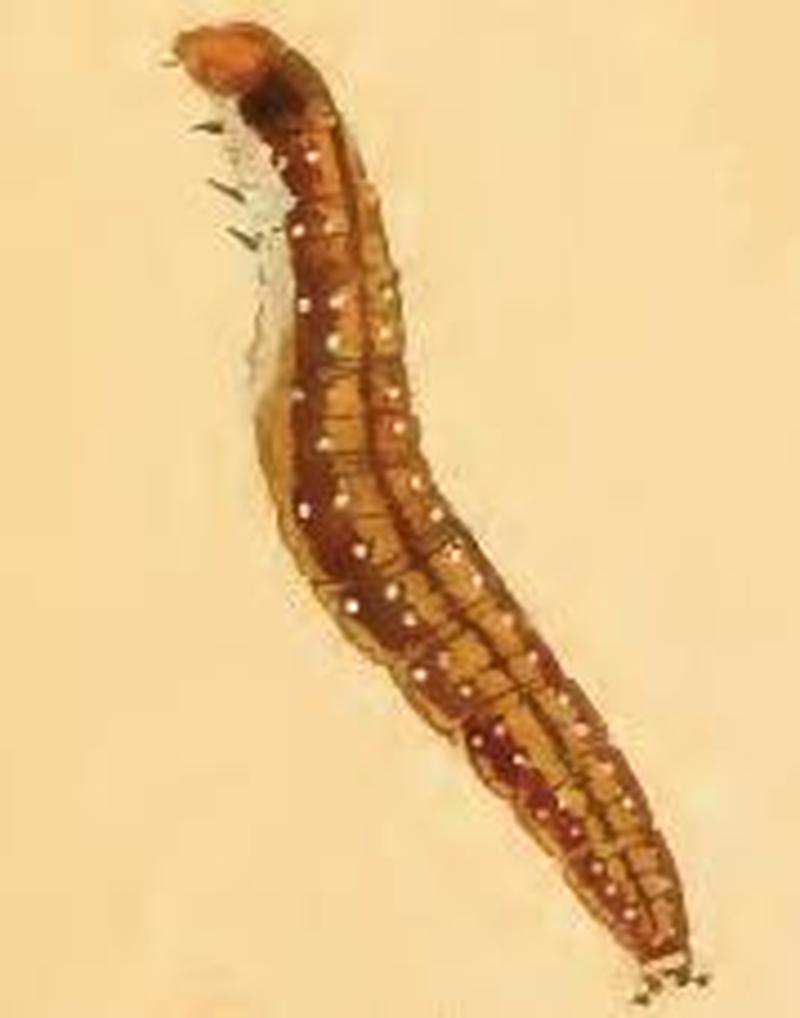 Swammerdamia caesiella larva2