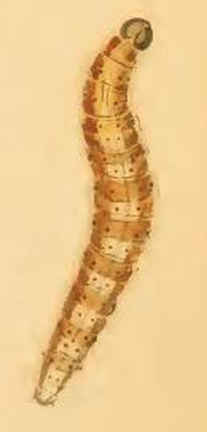 Swammerdamia pyrella larva