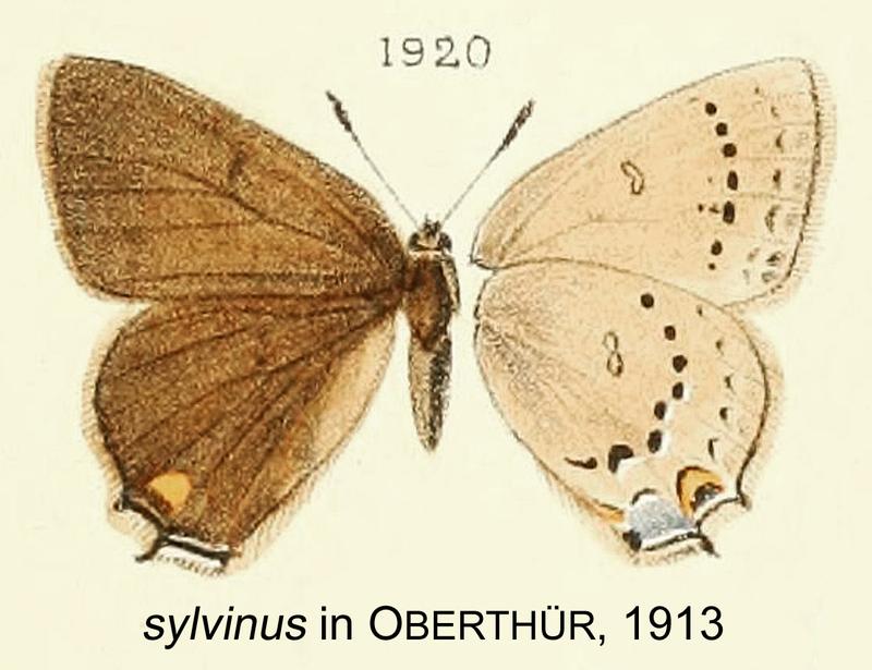 Sylvinus inOberthur1913