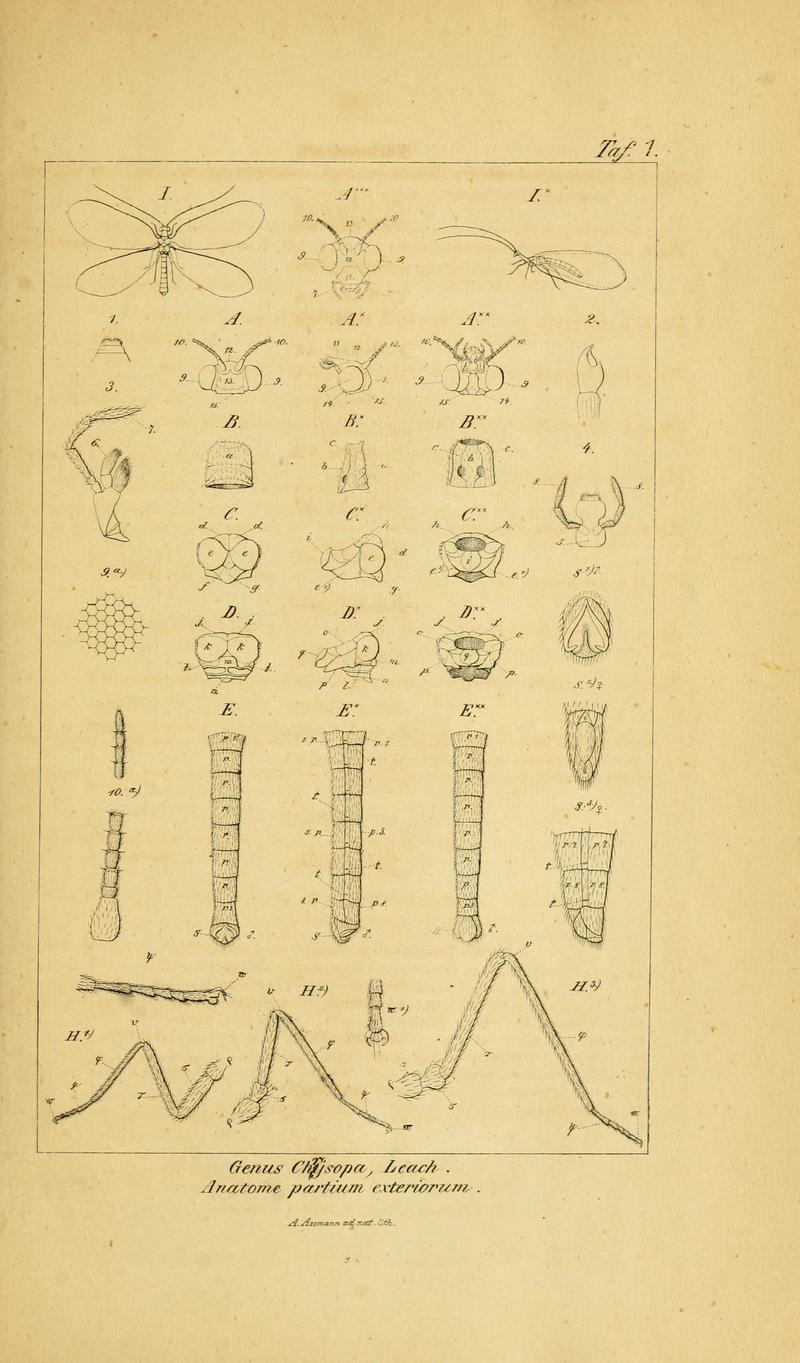 Symbolae ad monographiam generis chrysopae, Leach (6288919751)