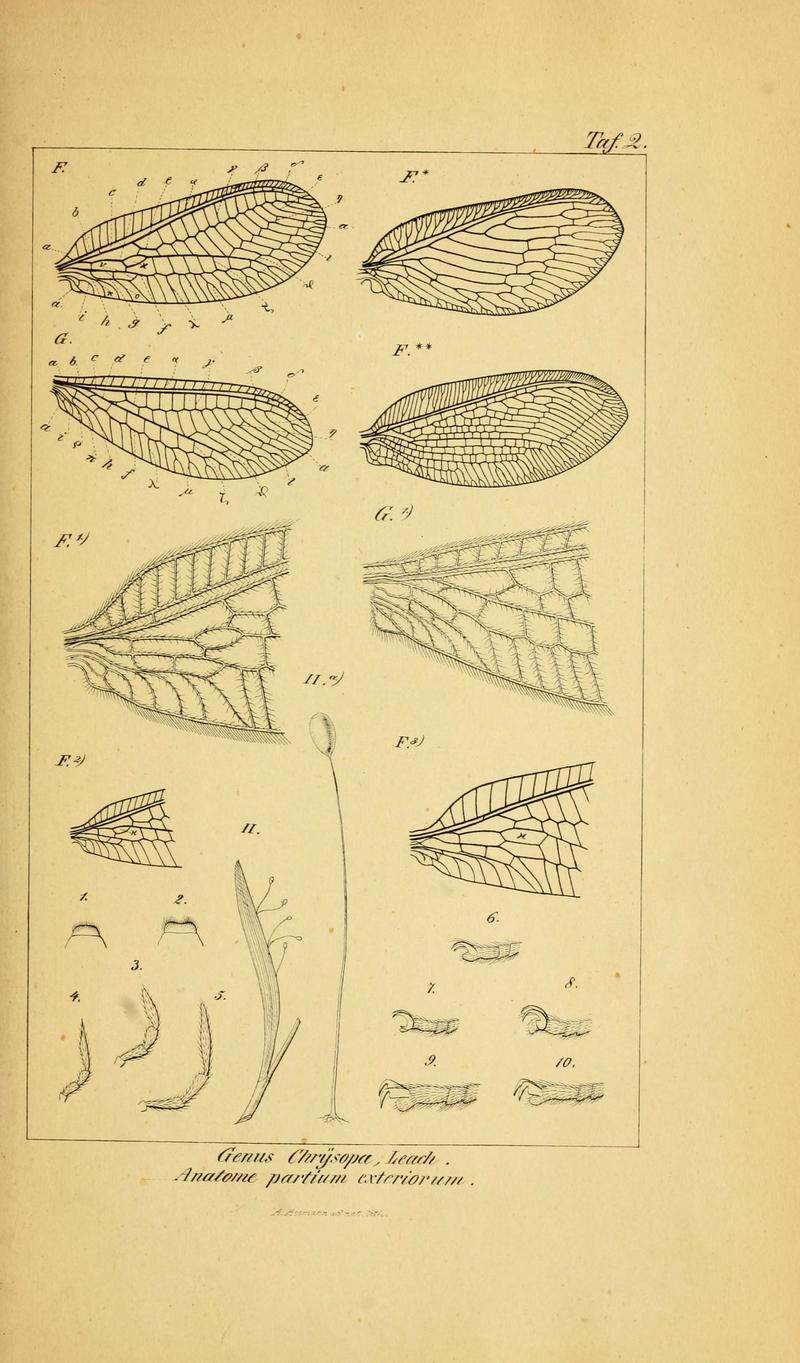 Symbolae ad monographiam generis chrysopae, Leach (6288919965)