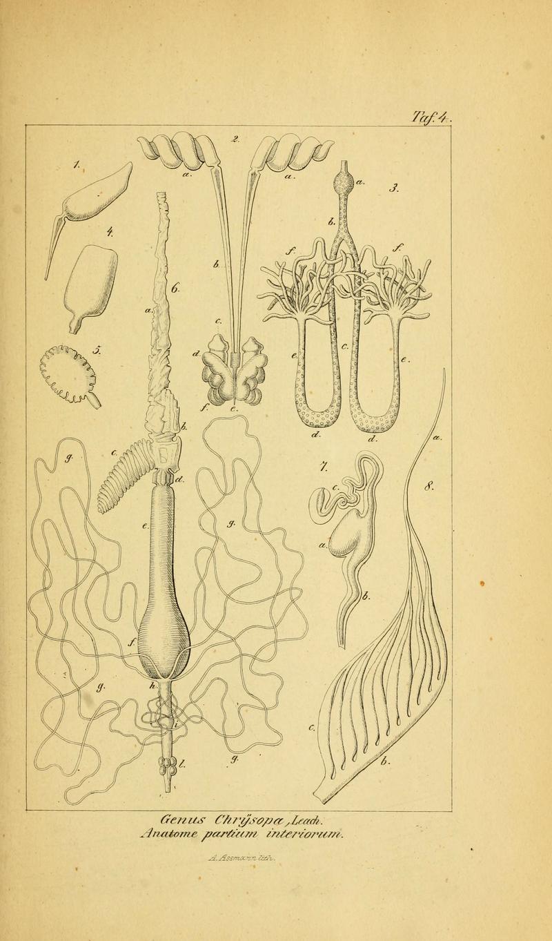 Symbolae ad monographiam generis chrysopae, Leach (6288920773)