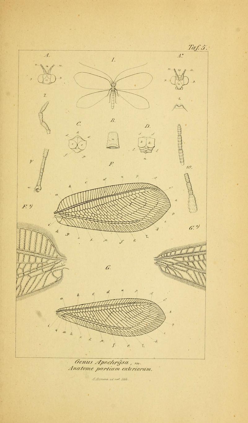 Symbolae ad monographiam generis chrysopae, Leach (6288921041)